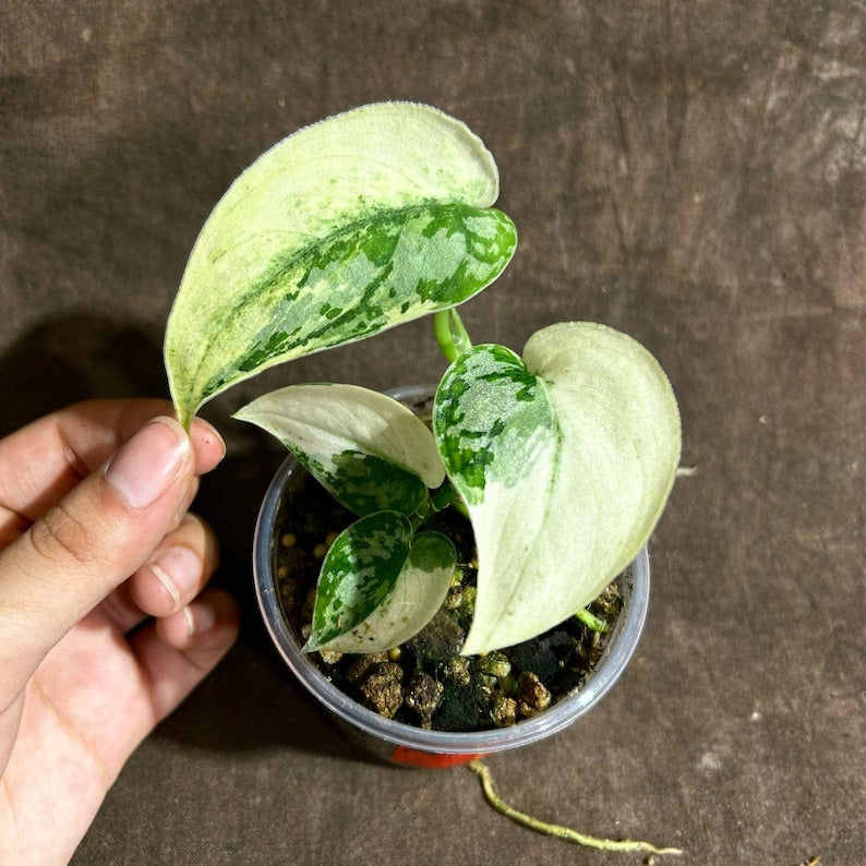 Variegated Scindapsus Pictus 'Jade Satin' Plant in Nursery Pot | Rare Collector Potted Plant | Indoor Vining Houseplant