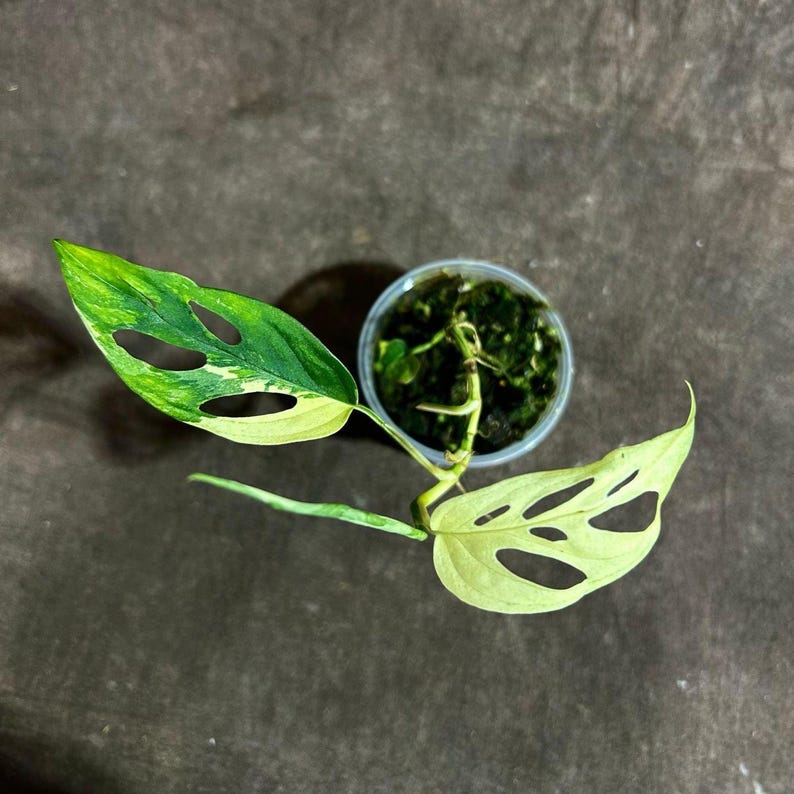 Variegated Monstera Adansonii Mint Potted Plant - Rare Indonesian Marble - Monstera Adansonii Mint (Exact Same Plant)