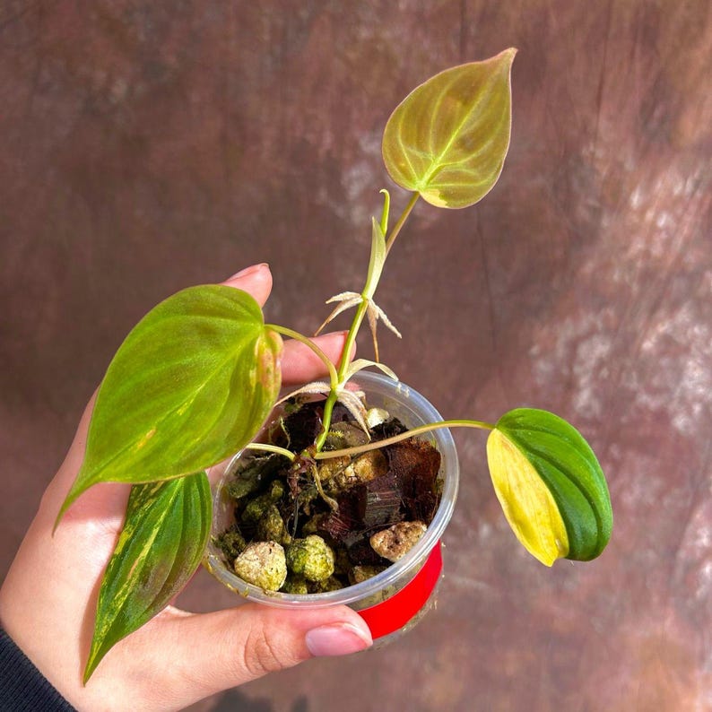 Rare Philodendron Mican Aurea Plant in Nursery Pot - Variegated Houseplant with Yellow & Pink Hues - Philodendron Micans