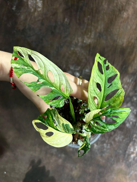 Variegated Monstera Adansonii Mint Plant - Live Rare Indonesian Marble - Perfect for Beginners - Monstera Adansonii (Indonesia)