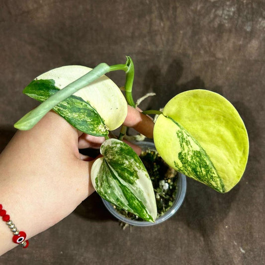 Variegated Scindapsus Pictus Jade Satin Plant - Rare Collectible Live Houseplant - Heart-Shaped Leaves - US Seller