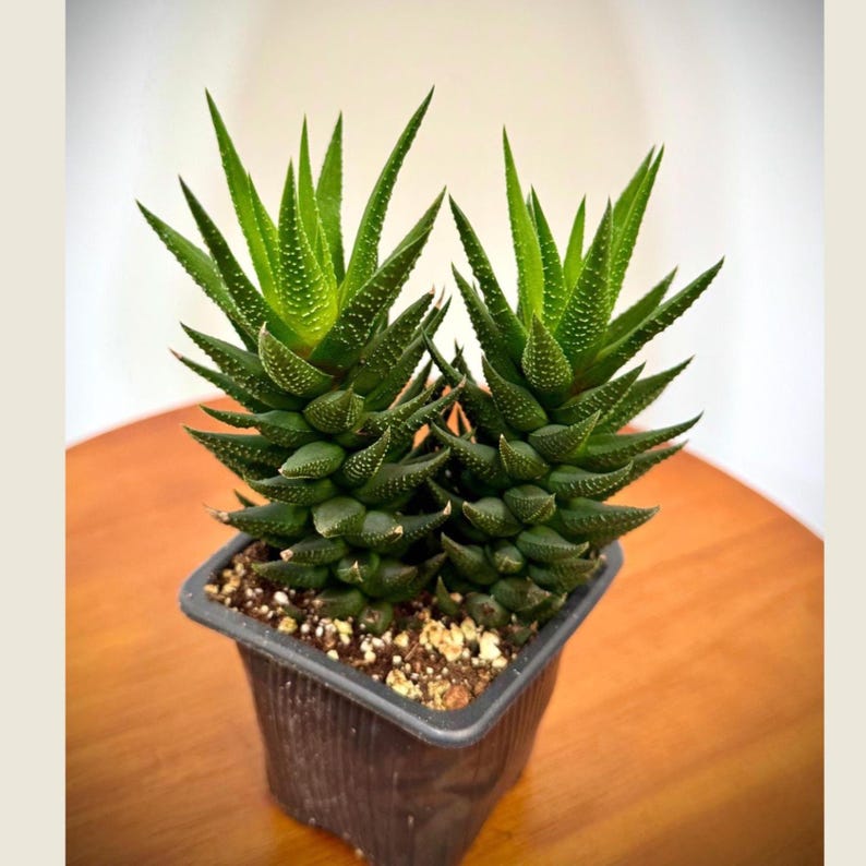 Haworthia Attenuata Plant in 3" Grow Pot - Zebra Haworthia - Live Succulent - Easy Care Indoor Plant - Mini Cactus