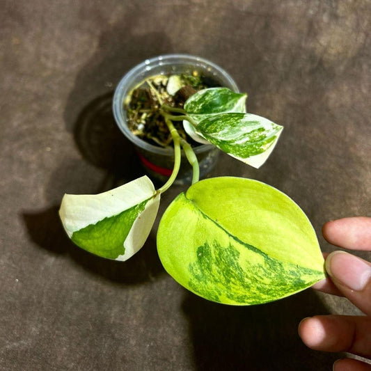 Variegated Scindapsus Pictus Jade Satin Live Plant - Rare Collector Plant - Heart-Shaped Leaves - US Seller