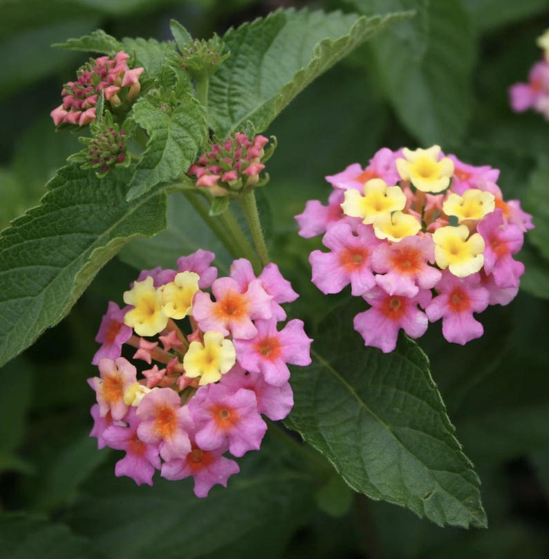 Lantana Plants Live - Pack of 3 Ham and Eggs - Pink and Yellow Blooms - Drought Resistant - Pollinator Friendly Lantana