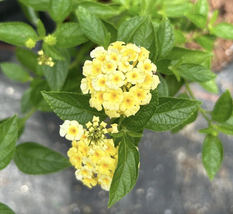Lantana Plants Live - Pack of 3 Lemon Drop - Pollinator Friendly, Drought-Tolerant, Yellow Blooms - Lantana camara