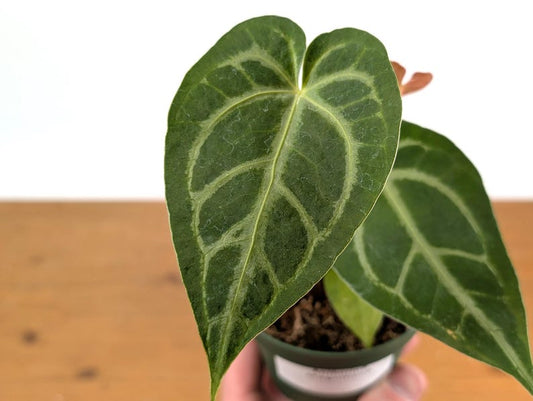 Anthurium Magnificum Live Houseplant in 4 Inch Pot - Tropical Exotic Plant - Perfect for High Humidity