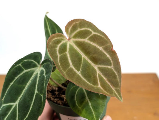 Anthurium Crystallinum x Besseae 'Crystal Sky' 4" Tropical Plant - Exotic Houseplant for Bright Indirect Light, Ideal Humidity