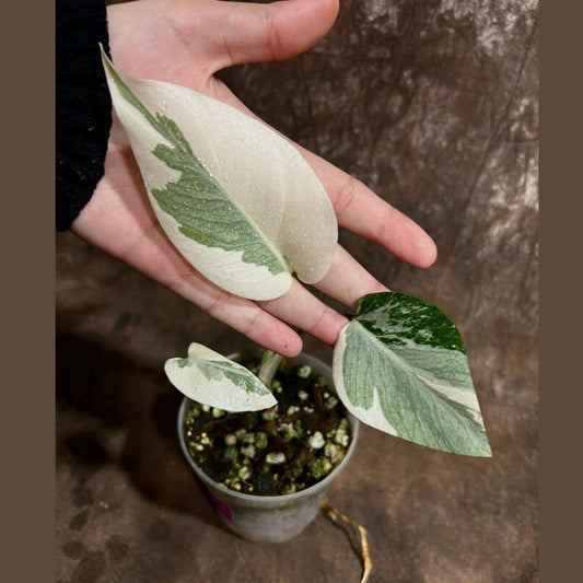 Variegated Monstera Albo Plant - Rare White Monstera Borsigiana - Exact Plant - Indoor Houseplant - Tropical Décor