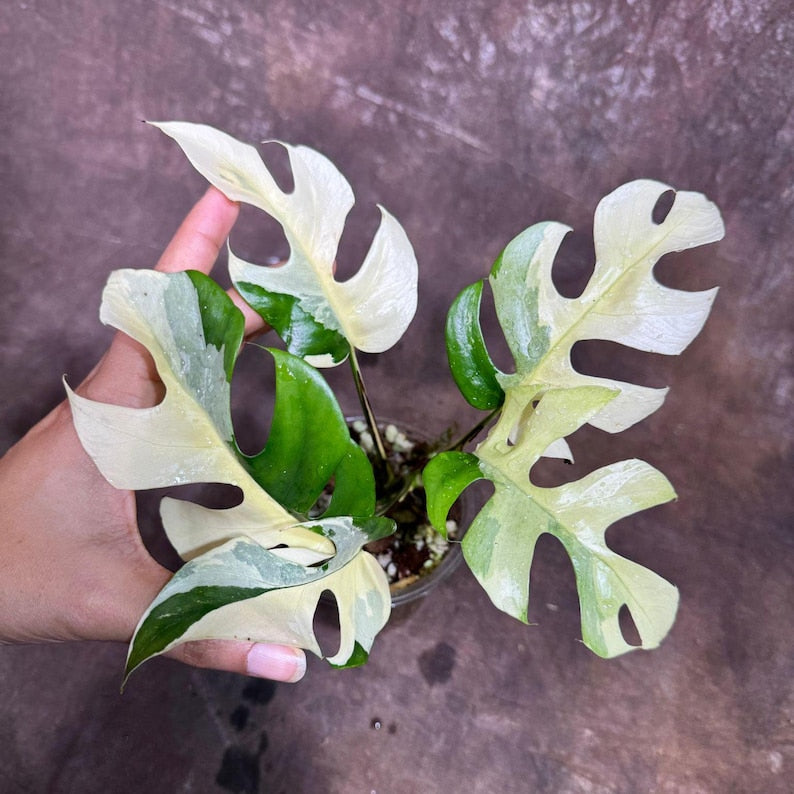 Rare Variegated Rhaphidophora Tetrasperma Albo Plant in Nursery Pot - Mini Monstera - Houseplant - Rhaphidophora tetrasperma 'Albo'