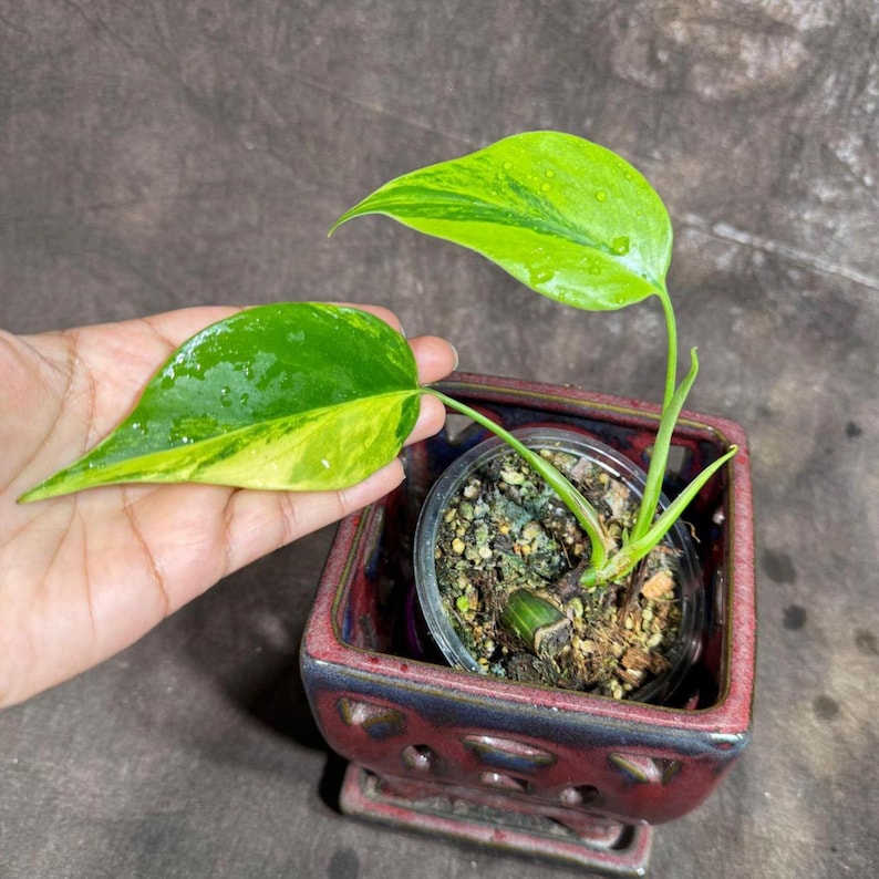 Monstera Aurea Variegated Plant in Nursery Pot - Rare Monstera Borsigiana, Stunning Green & Yellow Variegation, US Seller