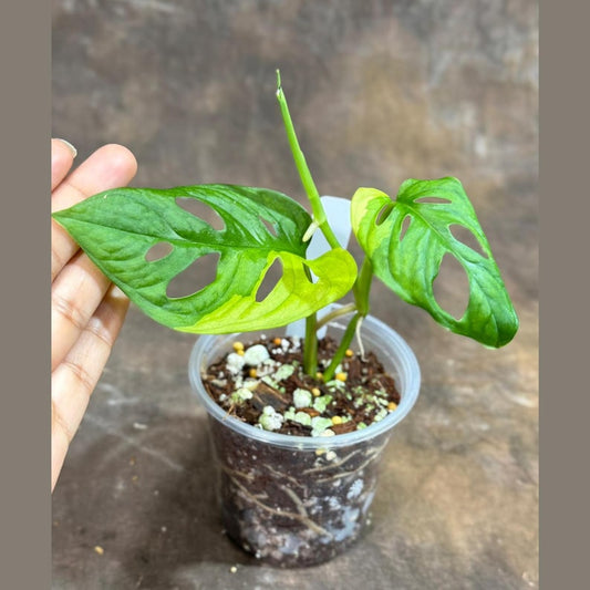Variegated Monstera Adansonii Aurea Plant - Swiss Cheese Vine - Premium Color - US Seller - Unique Foliage - Houseplant Decor