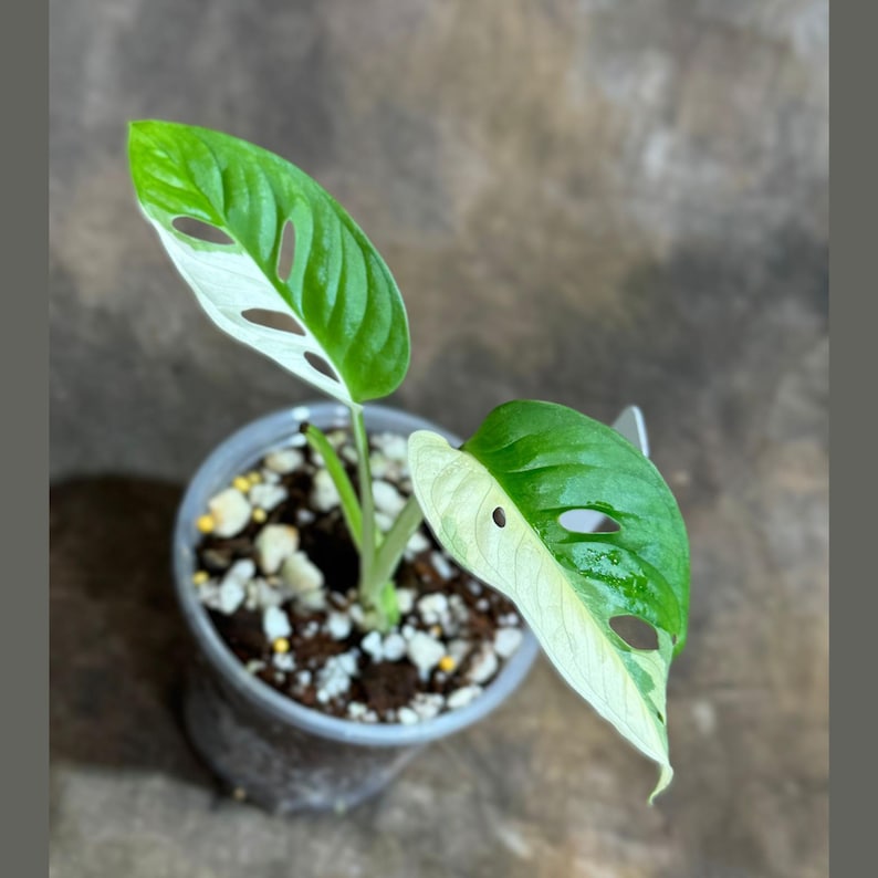 Variegated Monstera Adansonii Albo Plant in Nursery Pot - Rare Swiss Cheese Vine - Unique Creamy White Foliage - US Seller