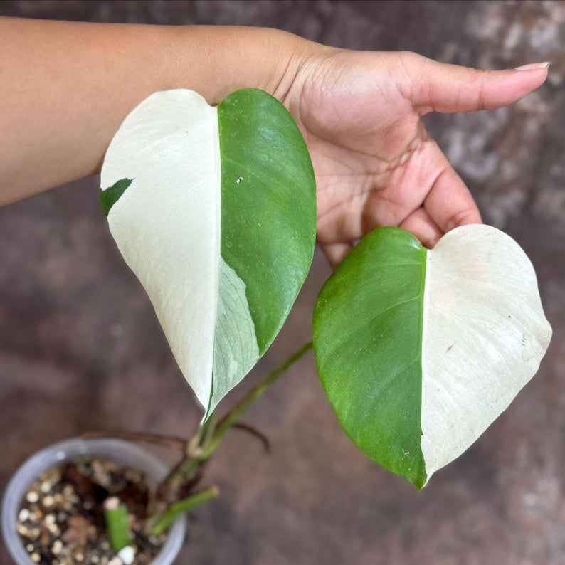 Variegated Monstera Albo Plant - Rare White Borsigiana - Exact Plant - Indoor Houseplant - Unique Leaf Variegation