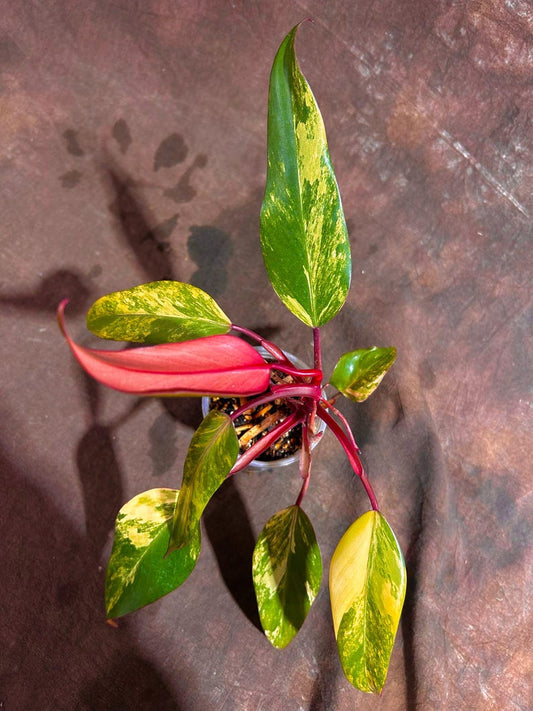 Variegated Philodendron Strawberry Shake Plant - Rare Collector's Houseplant - Live Plant - Philodendron erubescens