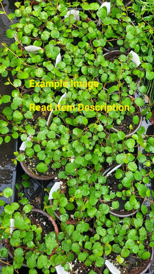 Angel Wire Vine Starter Plant 4" Pot Muehlenbeckia Complexa Full Sun/Part Shade Green Foliage