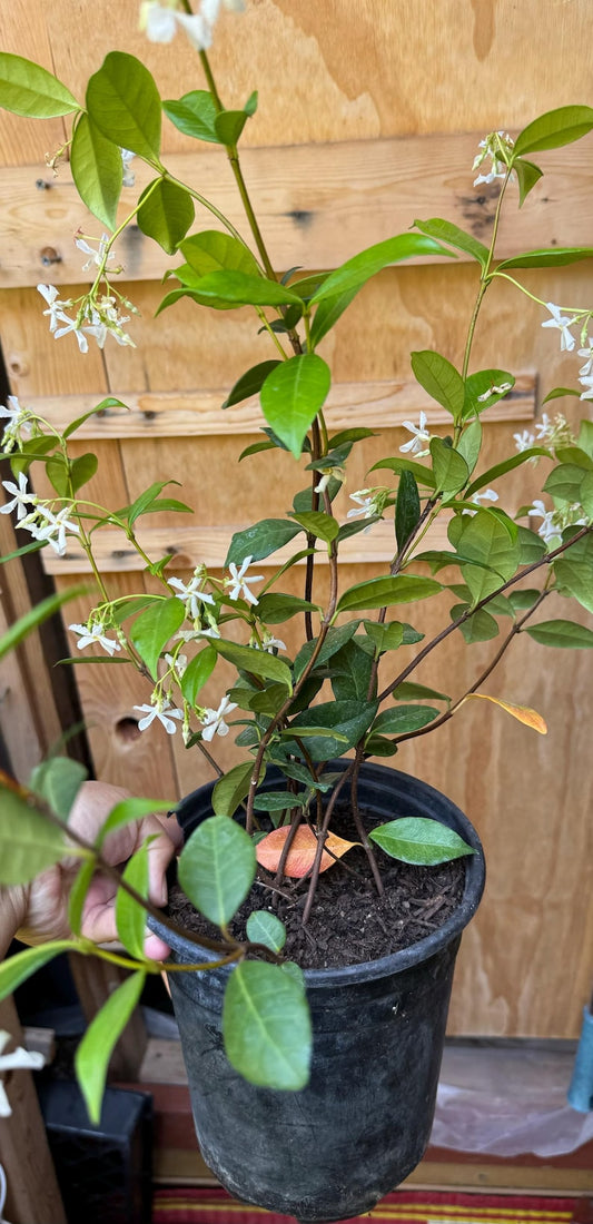 Star Jasmine Plant - One Gallon Pot - Fragrant Evergreen Vine - Trachelospermum jasminoides - Ideal for Trellis or Groundcover