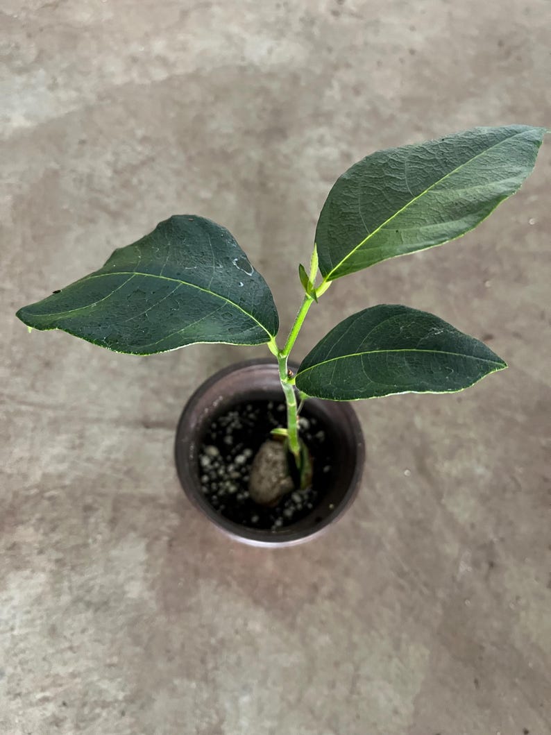 Jackfruit Tree Seedling in 4" Pot - Artocarpus heterophyllus - Tropical Edible Fruit Plant - 8-10" Tall