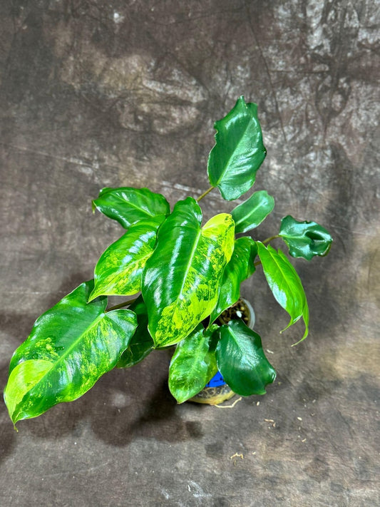 Variegated Burle Marx Philodendron Plant - Tropical Houseplant - Philodendron Burle Marx - Indoor & Outdoor Live Potted Plant