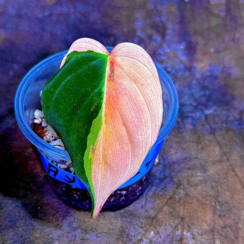 Rare Philodendron Mican Aurea Live Plant in Nursery Pot - Unique Variegated Houseplant - Philodendron Micans "Aurea"