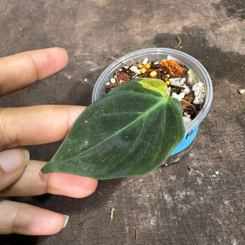 Rare Philodendron Mican Aurea Live Plant in Nursery Pot - Variegated Collector Houseplant - Philodendron Micans "Aurea"