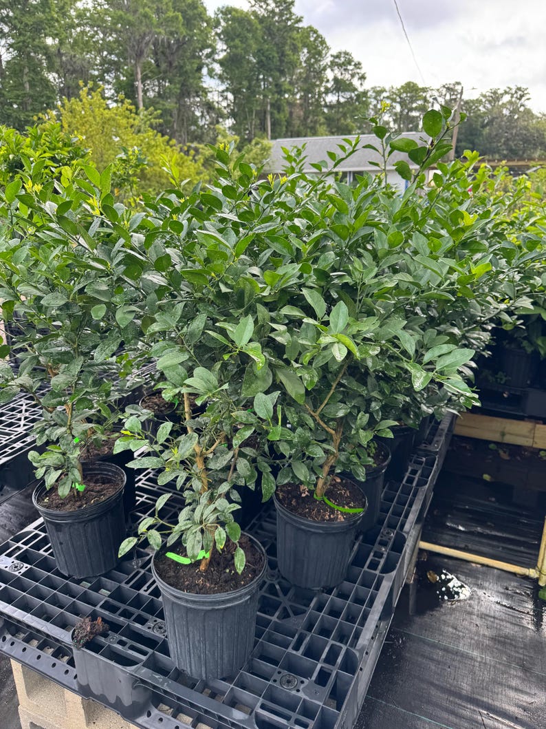 2 Gallon Key Lime Tree Plant - Citrus aurantiifolia - Home Garden Citrus Plant