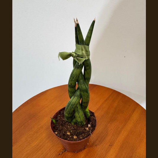 Braided Snake Plant in 2" Grow Pot - Sansevieria Cylindrica - Low Light Indoor Succulent - Pet Friendly Kids Room Decor