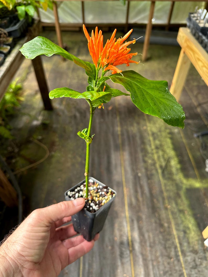 Orange Flame Flower Plant, 2.5" Pot, Justicia chrysostephana, Perennial for Garden, Attracts Butterflies & Hummingbirds