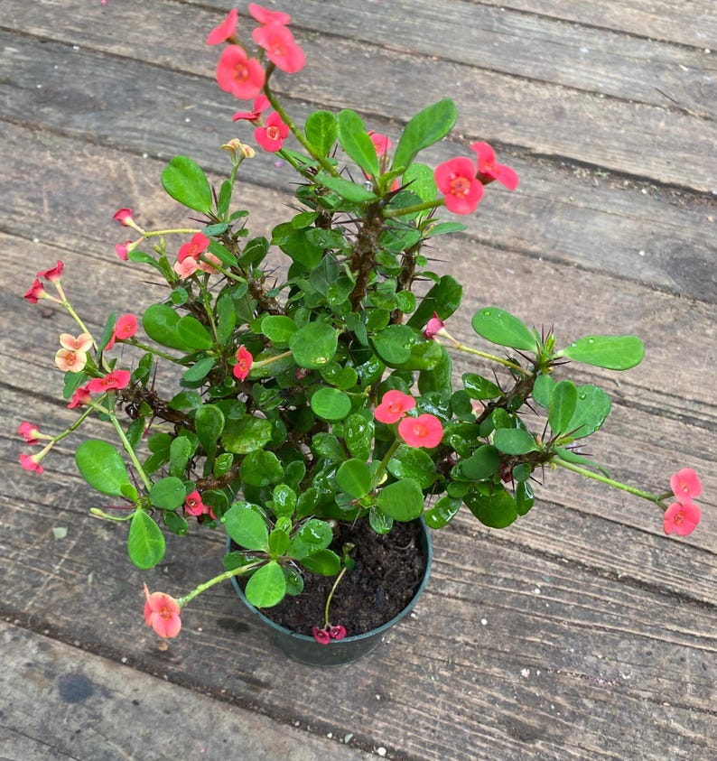 Crown of Thorns Plant 8-10in Euphorbia milii - Madagascar Native Succulent with Thorny Stems