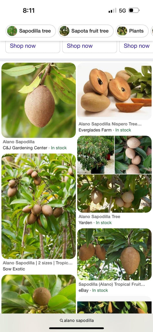 3 Gallon Alano Sapodilla Tree - Manilkara zapota - 3-4 Feet Tall, Tropical Fruit Plant for Home Garden