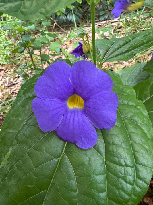 Blue Glory Vine Plant - 2.5" Pot - Thunbergia battiscombei - Prolific Bloomer with Purple/Blue Flowers - Perennial Garden Plant