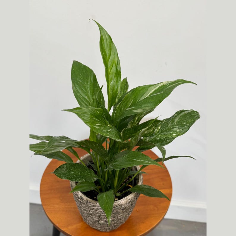 Variegated Peace Lily Plant 4" Pot - Spathiphyllum Domino - Air Purifying Indoor Houseplant - Unique Creamy-White Foliage