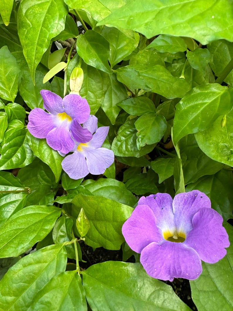 Kings Mantle Live Plant 2.5" Pot Thunbergia erecta Purple Flowers Perennial Garden Vine