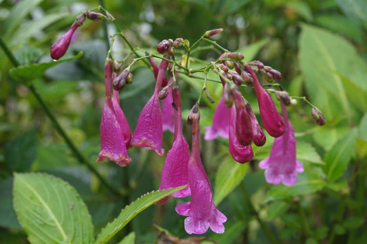 Assam Indigo Plant in 2.5" Pot, Chinese Rain Bell, Strobilanthes cusia, Perennial with Pink Flowers, Free Shipping Over $35