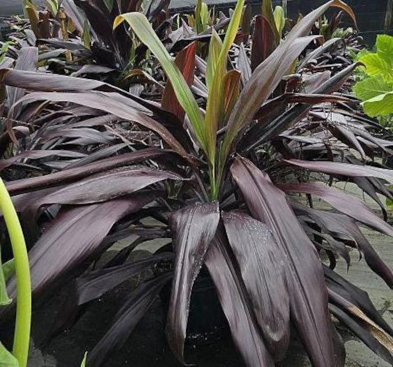 Cordyline fruticosa 'Black Magic' Ti Plant - 3 Gallon - Tropical Indoor Outdoor Houseplant - Dracaena terminalis