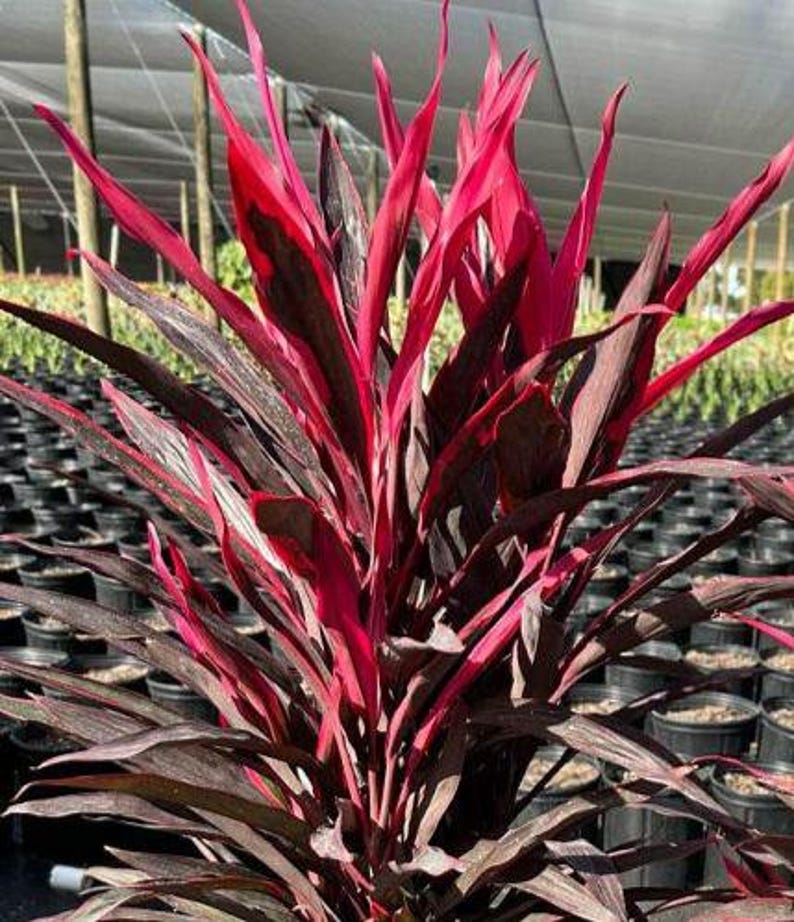 Cordyline fruticosa 'Hot Pepper' Ti Plant - 3 Gallon - Dracaena terminalis - Outdoor Grown, Minor Blemishes