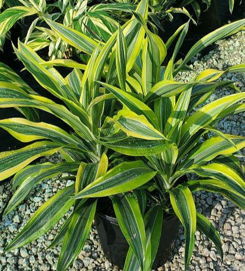 Dracaena Plant - 3 Gallon - Lemon Lime - Dracaena fragrans - Outdoor Grown - Minor Blemishes - Inspected for Pests
