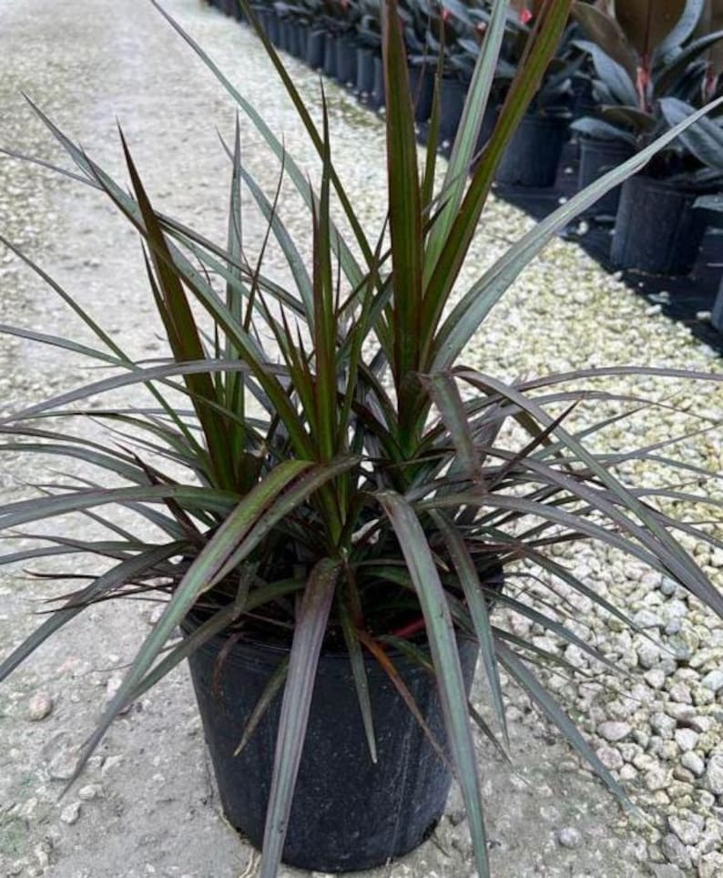 Dracaena Marginata Magenta - 3 Gallon Indoor Plant - Exotic Houseplant for Home Decor - Air Purifying Plant
