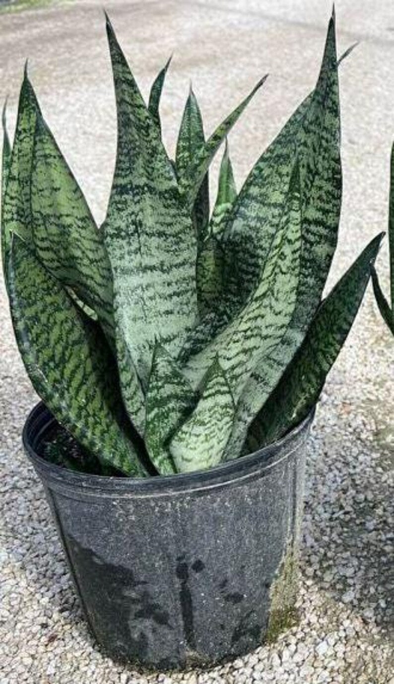 Sansevieria trifasciata - Snake Plant - Sans Futura Superba - Live Indoor Plant - Outdoor Grown, Minor Blemishes
