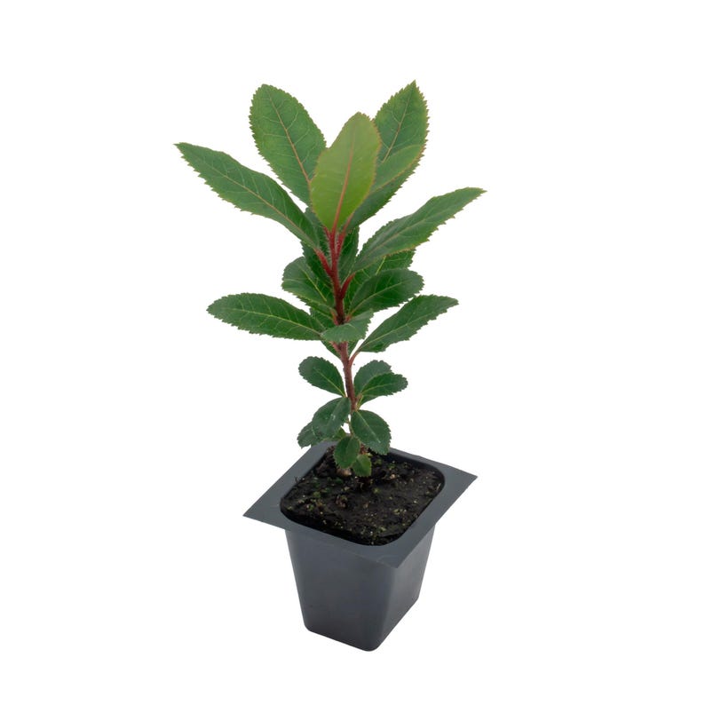 Live Strawberry Tree Plants - 2.5" Nursery Cubes - Edible Fruit - Arbutus Unedo - Hardy, Low-Maintenance, Wildlife-Friendly