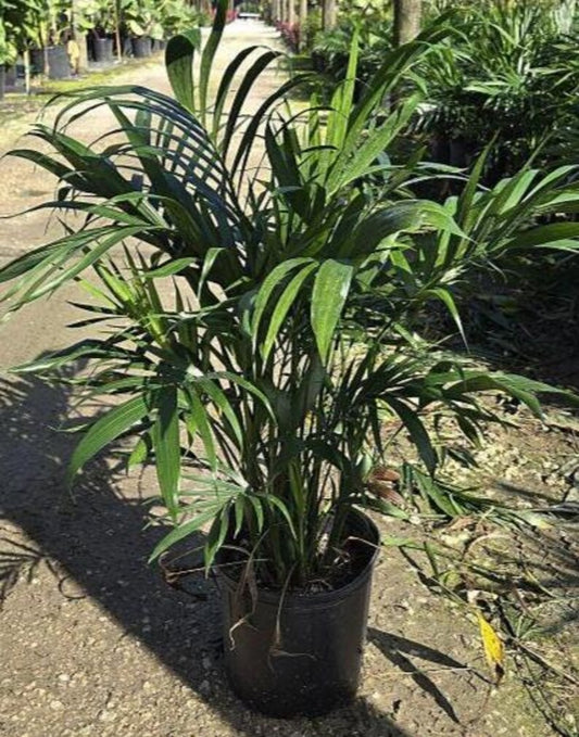 Cat Palm Live Plant - Chamaedorea cataractarum - Outdoor Grown - Minor Blemishes - Tropical Houseplant