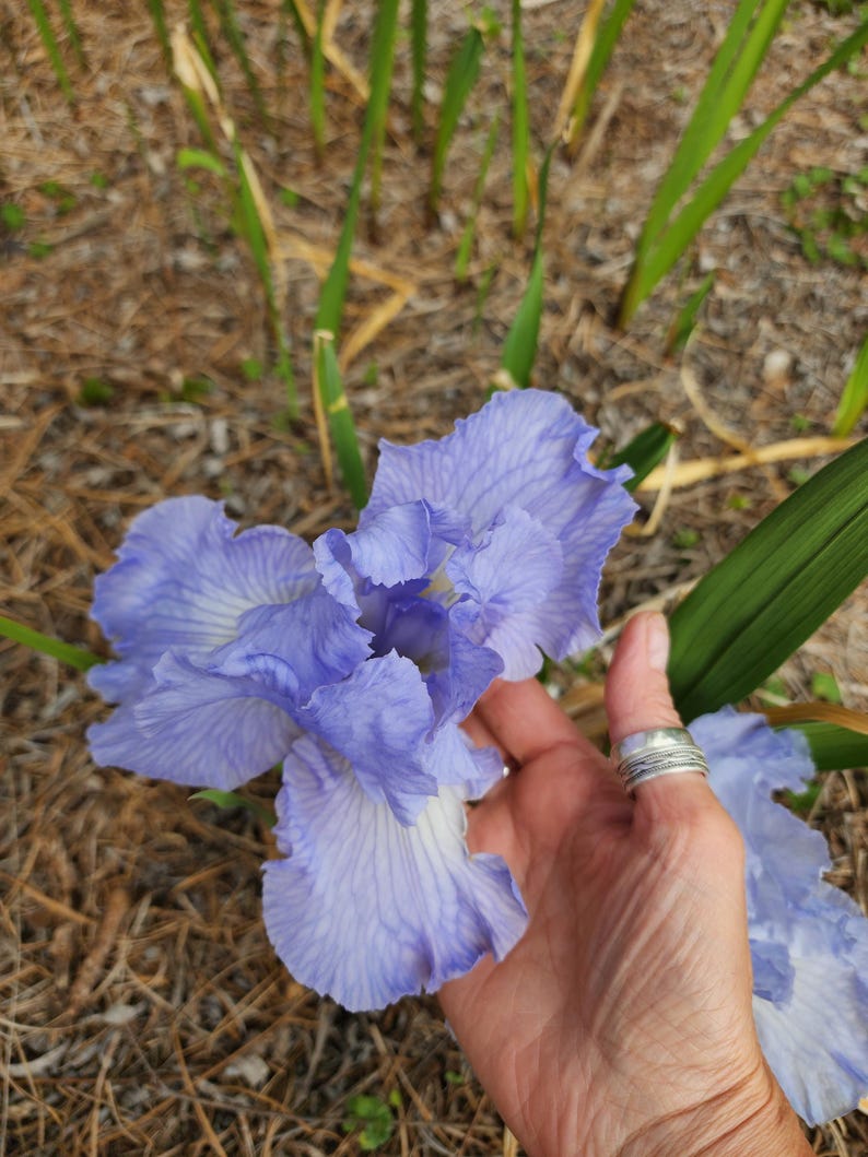 Blue Iris Rhizomes - 2 Fresh Bearded Iris Plants with Free Climbing Pink Rose Cutting - Iris germanica