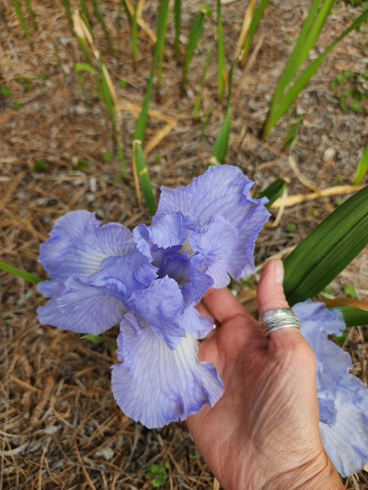 Blue Iris Rhizomes - 2 Fresh Bearded Iris Plants with Free Climbing Pink Rose Cutting - Iris germanica