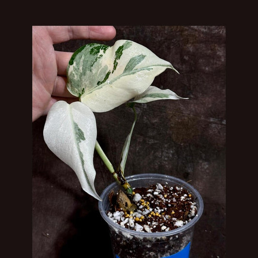 Variegated Monstera Albo Plant - Rare White Borsigiana - Baby Leaf Indoor Plant - Exact Plant - US Seller - Houseplant