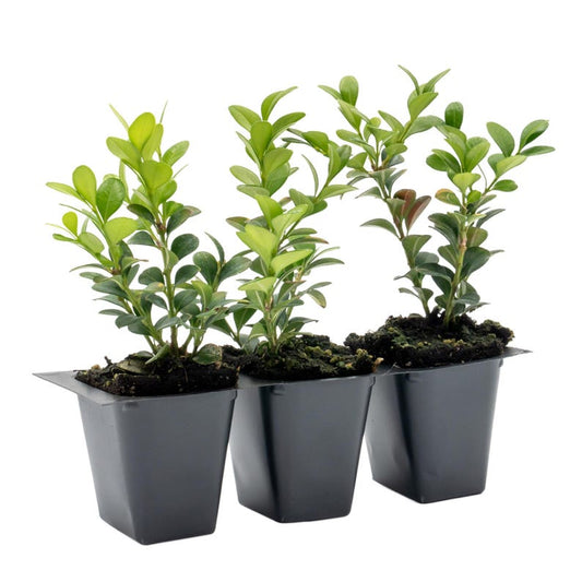 Winter Gem Boxwood Plants | 2.5-inch Nursery Cubes | Buxus microphylla Var. Japonica | Easy-Care Evergreen Shrubs