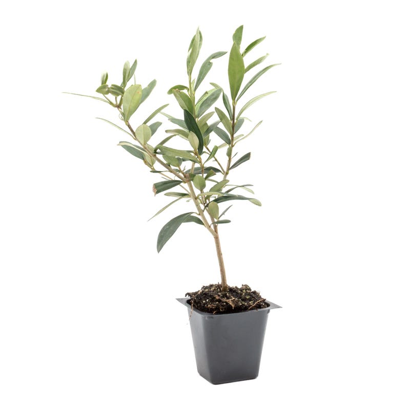 Dwarf Fruitless Olive Tree Saplings | 2.5-inch Nursery Cubes | Olea europaea 'Montra' | Easy-Care Evergreen for Home