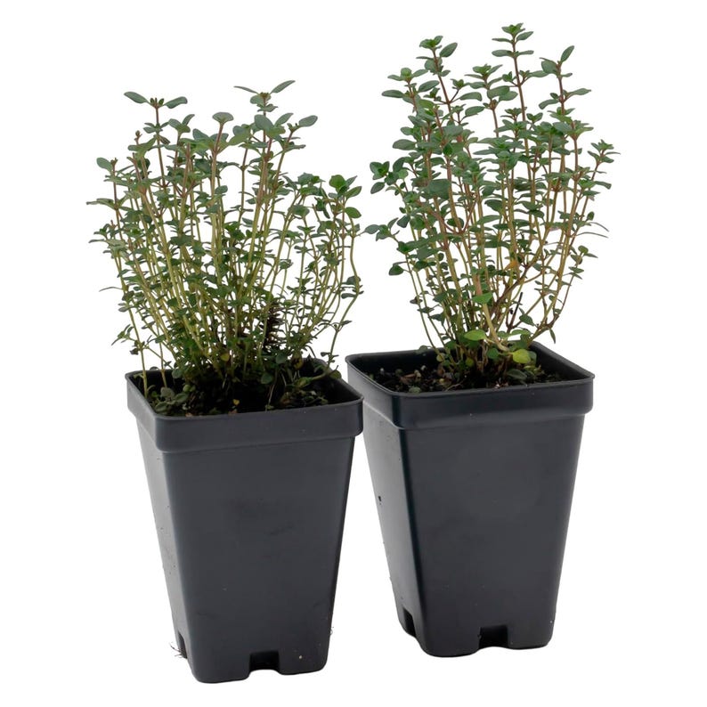 Lemon Thyme Plant - 2.5" Live Herb - Aromatic Perennial (Thymus Citriodorus) - Fragrant Culinary Ground Cover