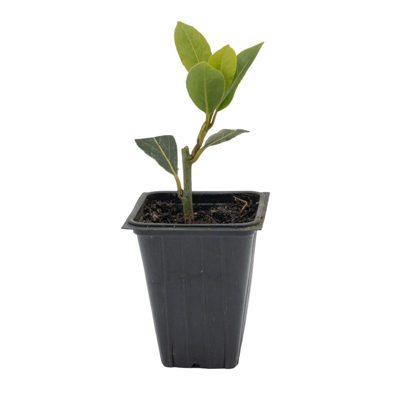 Bay Laurel Live Plant 2.5" Aromatic Culinary Herb Laurus Nobilis - Indoor Air Purifier, Ornamental Greenery, Pest Repellent