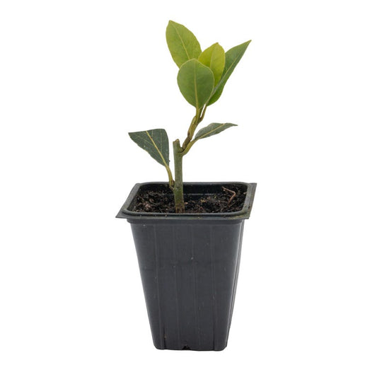 Bay Laurel Live Plant 2.5" Aromatic Culinary Herb Laurus Nobilis - Indoor Air Purifier, Ornamental Greenery, Pest Repellent