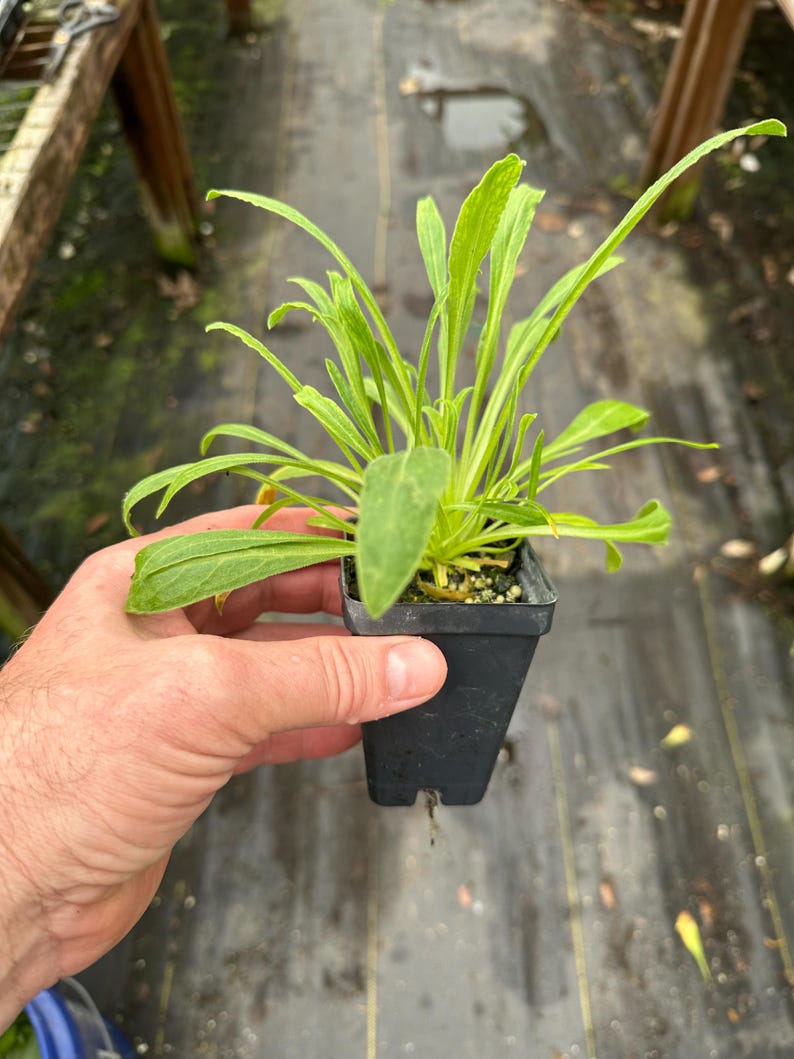 African Dream Herb Plant 2.5" Pot, Xhosa Dream Herb, Silene capensis, Biennial, Easy to Grow, Lucid Dream Inducer