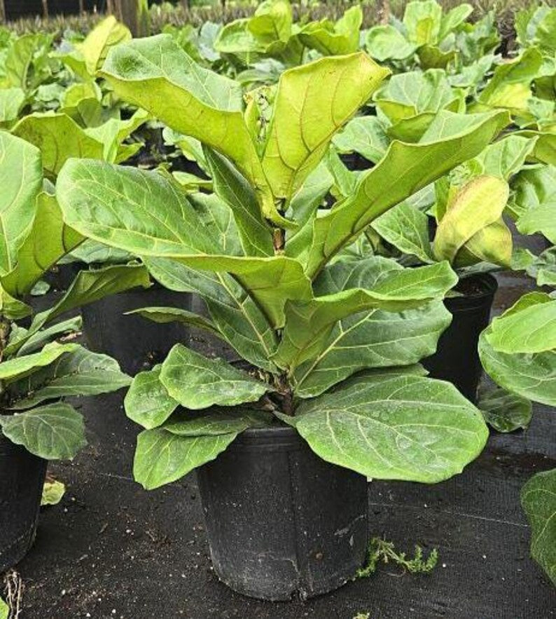 can fiddle leaf figs live outside Fiddle Leaf Fig Live Plant - 3 Gallon Ficus lyrata